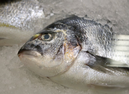 Photo background close-up delicious fish in ice on the shop counterの写真素材