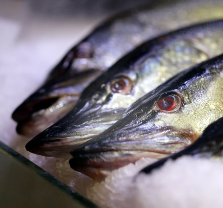 Photo of beautiful red fresh tasty fish macro on shop windowの写真素材