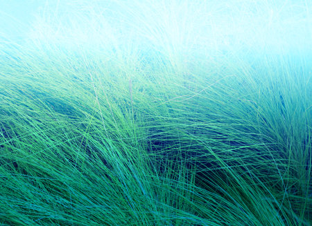 Beautiful background of green leaves on blurred backgroundの写真素材