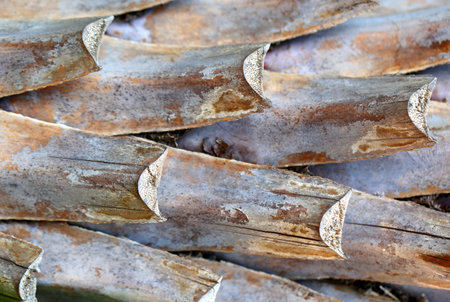 Tree trunk palm tree photographed close upの写真素材