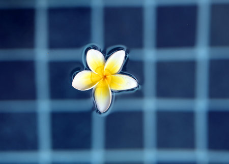 Bright macro photo of white frangipan flower in swimming pool waterの写真素材