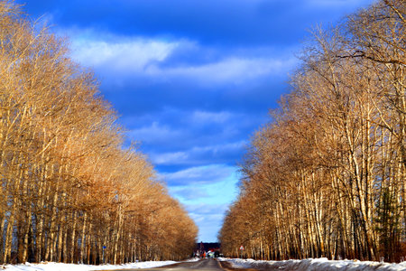 Photo background unusual bright landscape with trees and road and cloudsの写真素材