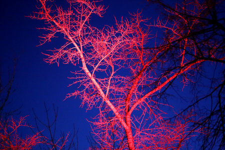 Beautiful macro photo of a tree lit in red against a blue night skyの写真素材