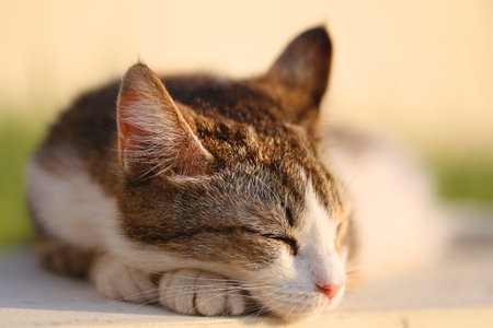 Fine bright macro photo of sleeping cat portraitの写真素材