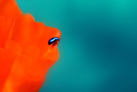 Fine macro photo of red poppy in summer gardenの写真素材