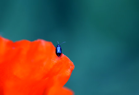 Fine macro photo of red poppy in summer gardenの写真素材
