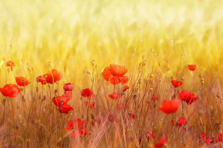 Photo landscape of beautiful red poppies flowers on a field in summer in Russiaの写真素材