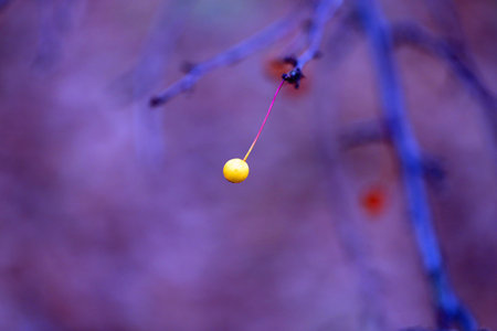Photo background with macro of the autumn berries on a purple background