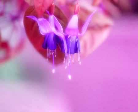Photo background macro Fuchsia flowers in autumn in the park
