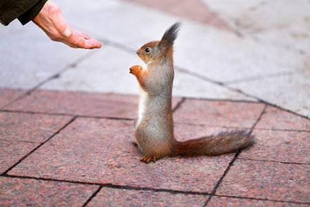 Photo macro funny fluffy squirrel eating nuts in winter parkの写真素材