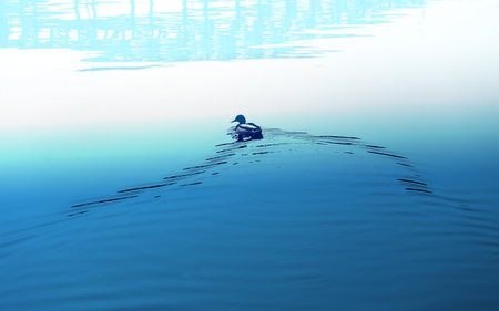 Photo ducks on the surface of the river in the parkの写真素材