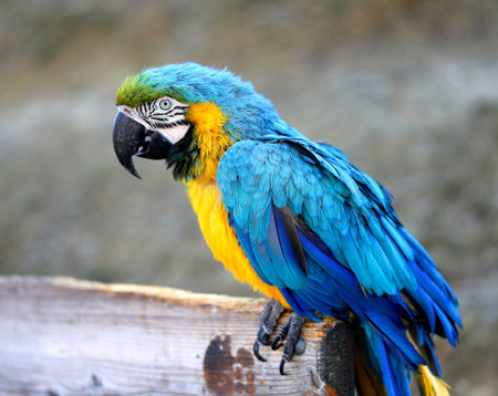Photo of a blue macaw in the Park
