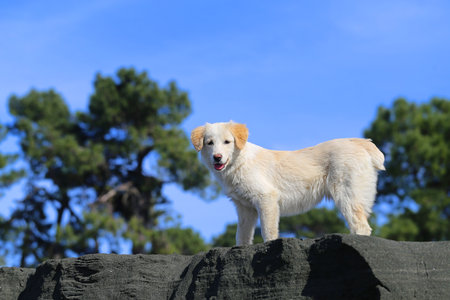 Photo of a cute white puppy on the beach on a Sunny dayの写真素材