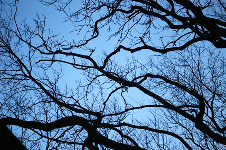 Photo beautiful trees in the park in the eveningの写真素材