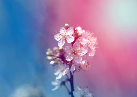 Photo beautiful white spring flowers on a Sunny day on a treeの写真素材