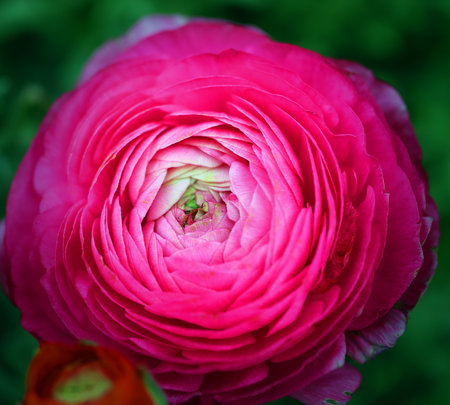 Photo of a beautiful huge pink flower in the park