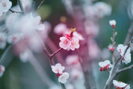 Beautiful flowering branches of spring bushes on a dark backgroundの写真素材