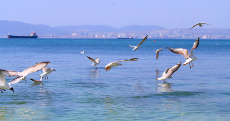 Photo of a blue sea with flocks of white gulls on a sunny dayの写真素材