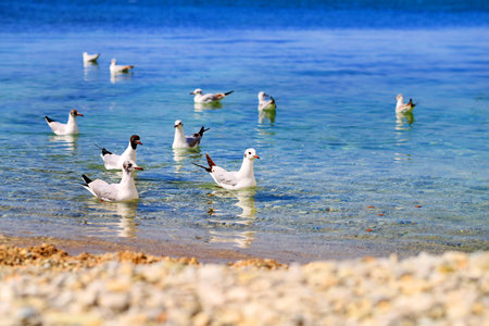 Photo of a blue sea with flocks of white gulls on a sunny dayの写真素材