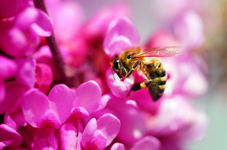 Photo of spring pink buds with bees on a sunny day. Spring flower background with bees.の写真素材