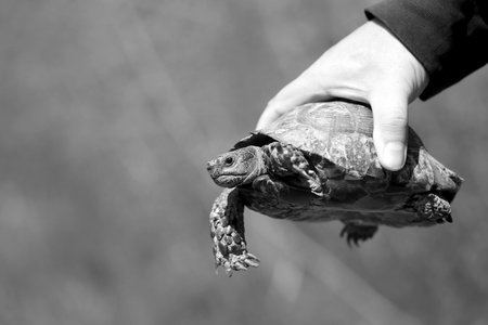 Photo of a large ground turtle close up in the handの写真素材