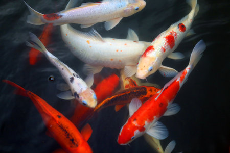 Beautiful photo of sacred carp in the clear water of the pondの写真素材