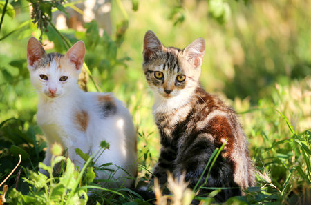 Photo of a beautiful funny little kitten on the streetの写真素材