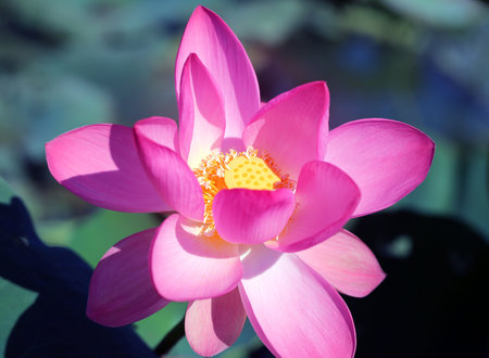 Beautiful photo with pink wonderful lotusesの写真素材