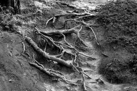Photo background tree roots in a dense forestの写真素材