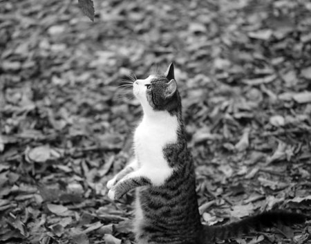 Photo of a cute hungry kitten in the autumn parkの写真素材
