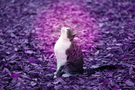 Photo of a cute hungry kitten in the autumn parkの写真素材