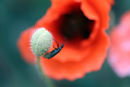 Photo background beautiful red poppies in the field