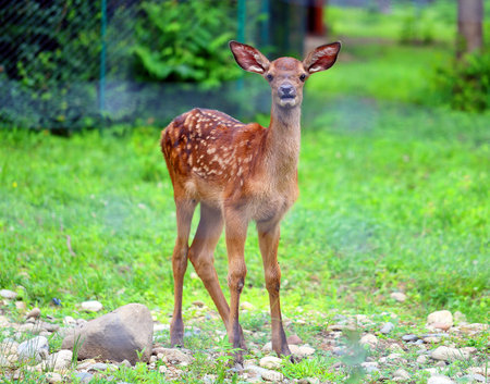 Beautiful little deer in the nature reserveの写真素材