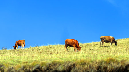 Grazing cows among the mountainsの写真素材