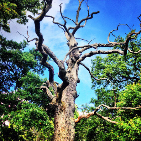 Tree in nature