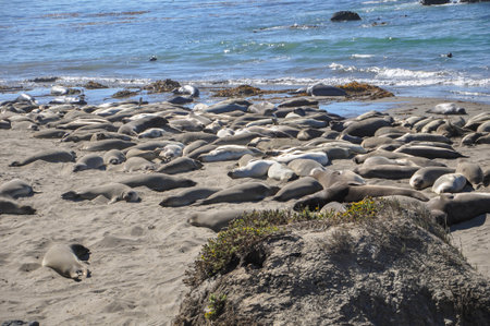 A group of California Sea Lions relaxing and sunning on the beachの写真素材