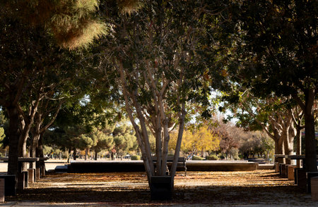 Peaceful Park Setting in the Fall with Sun Rays Coming Through the Trees Shining on Golden Leavesの写真素材