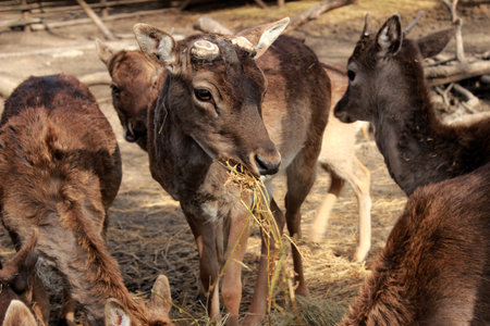 deer without antlersの写真素材