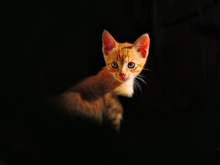 Red fur cat with black backgroundの写真素材