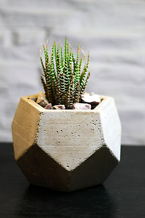 Small concret pot with a succulent plantの写真素材