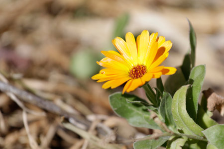 Calendula flower with yellow petals on defocused brown backgroundの写真素材