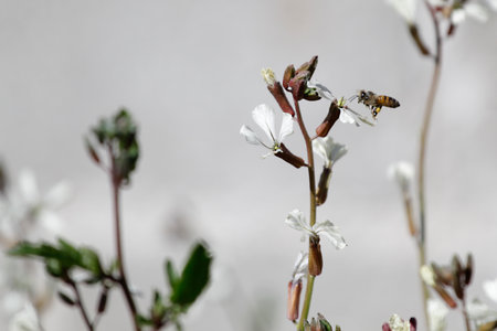 Bee flying over small white flowersの写真素材