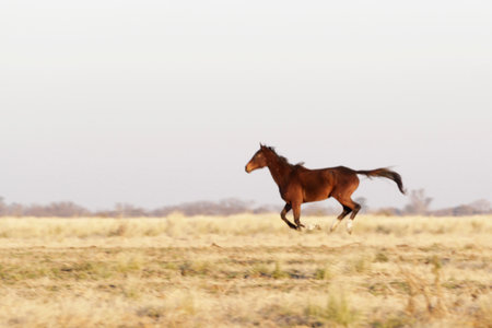 Wild horse galloping in a meadowの写真素材