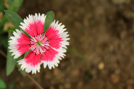 Small flower with four red and white petals on defocused dark backgroundの写真素材