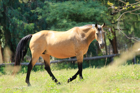 Beautiful brown mare on a green meadowの写真素材