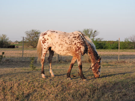 Horse grazing in a field on a sunny day in the springの写真素材