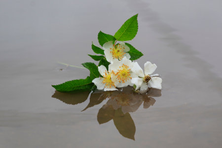 Jasmine flower in the water with reflection on the surface.の写真素材