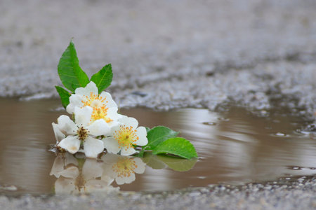 Jasmine flowers in a puddle with reflection on the waterの写真素材