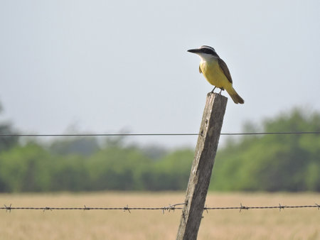 Greater Yellow Wagtail perched on a pole in a field.の写真素材