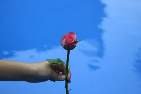 Hand holding a red rose on the background of the blue water.の写真素材